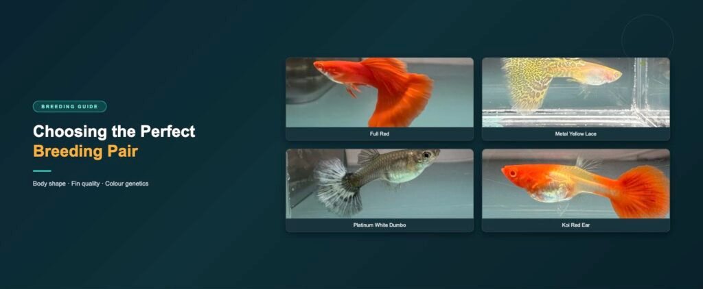 Guppy strains for choosing a breeding pair: full red, metal yellow lace, platinum white dumbo ear and koi red ear