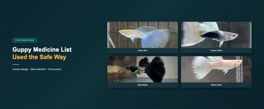 Guppy strains covered in this medicine guide: topaz blue, tuxedo white, metal black and albino white