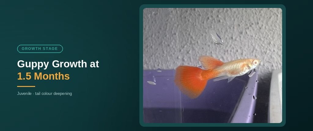 1.5 month old guppy with tail colour deepening