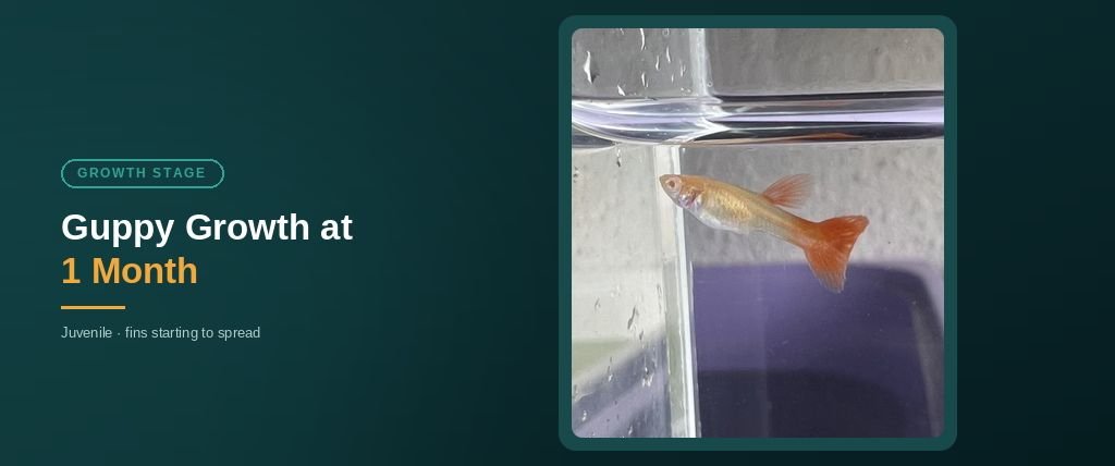 1 month old guppy showing filled-out body shape