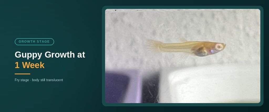 1 week old guppy fry, translucent body