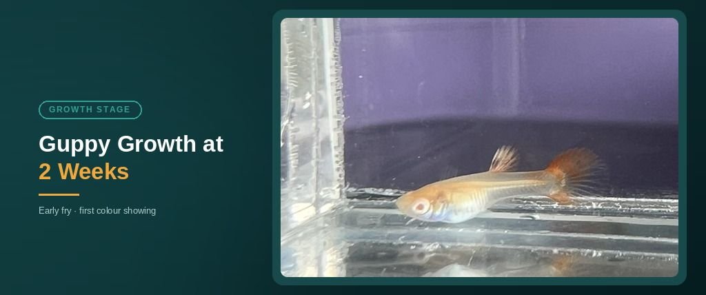 2 week old guppy fry, first colour showing