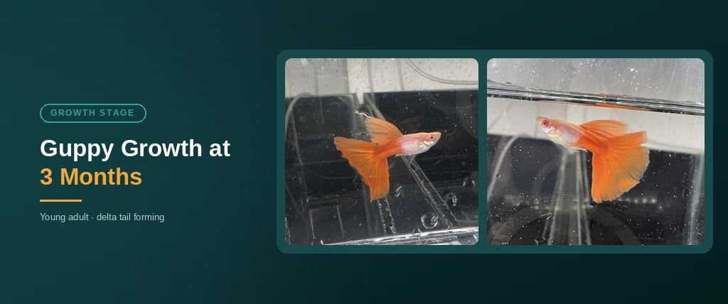 3 month old guppy with tail starting to fan out