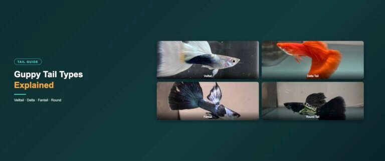 Guppy tail types banner: Veiltail, Delta Tail, Fantail and Round Tail examples