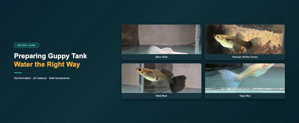 Guppy strains shown in this water preparation guide: albino white, sliverado HB blue dumbo ear, metal black and topaz blue