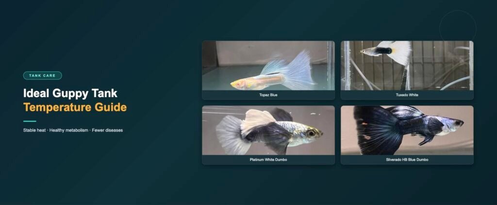 Guppy strains shown for ideal tank temperature care: topaz blue, tuxedo white, platinum white dumbo ear and sliverado HB blue dumbo ear