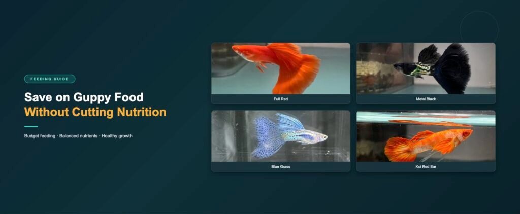 Guppy strains for budget-friendly feeding: full red, metal black, blue grass and koi red ear