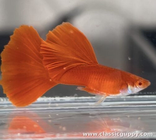 Albino Full Red Guppy male fish - Classic Guppy