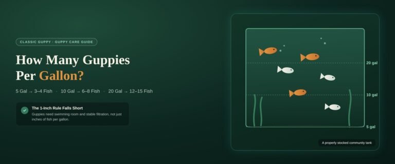 Guppy tank stocking guide showing recommended fish counts for 5, 10, and 20 gallon tanks