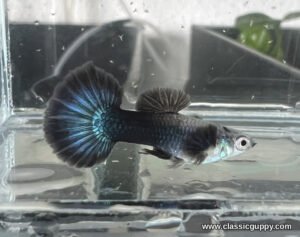 Blue Diamond Guppy male with a black shoulder, navy black body and a round tail with electric blue rays - Classic Guppy