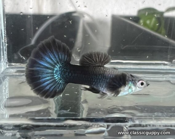 Blue Diamond Guppy male with a black shoulder, navy black body and a round tail with electric blue rays - Classic Guppy