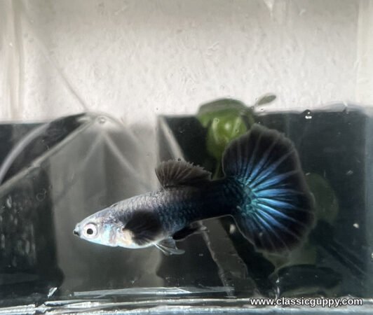 Blue Diamond Guppy male showing the silver face and blue rayed black tail - Classic Guppy