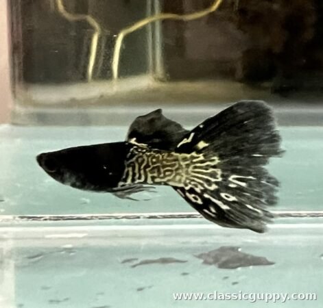 Black Metal Lace Short Body Guppy male fish - Classic Guppy