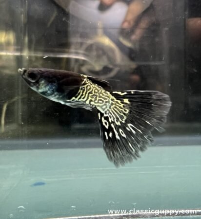 Black Metal Lace Short Body Guppy fish for sale online - Classic Guppy