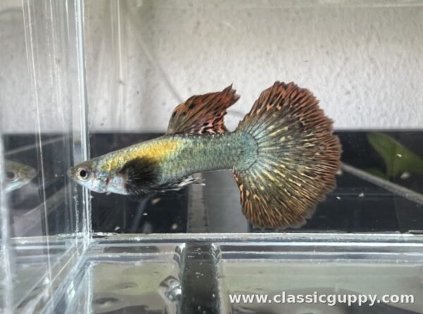 Dark Knight Dragon Guppy male fish - Classic Guppy