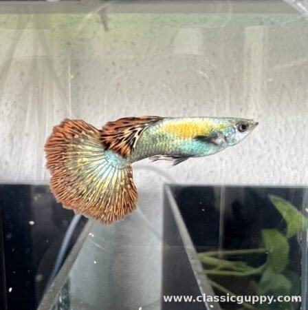 Dark Knight Dragon Guppy fish for sale online - Classic Guppy