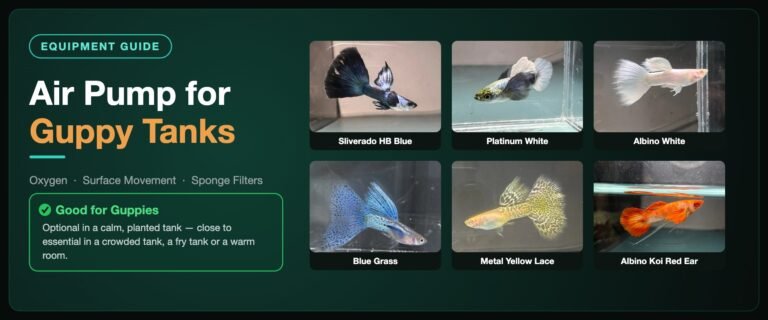 Air pump for guppy tanks banner with six Classic Guppy strains including sliverado HB blue, platinum white dumbo ear and blue grass
