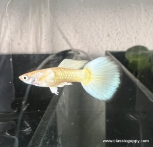 Full Gold Guppy male with a metallic gold body and a pale ice white fan tail - Classic Guppy