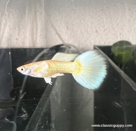 Full Gold Guppy male with a metallic gold body and a pale ice white fan tail - Classic Guppy