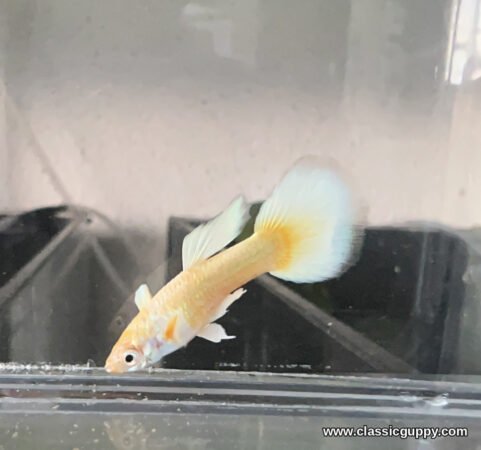 Full Gold Guppy male showing the yellow gold band at the tail base and white dorsal - Classic Guppy