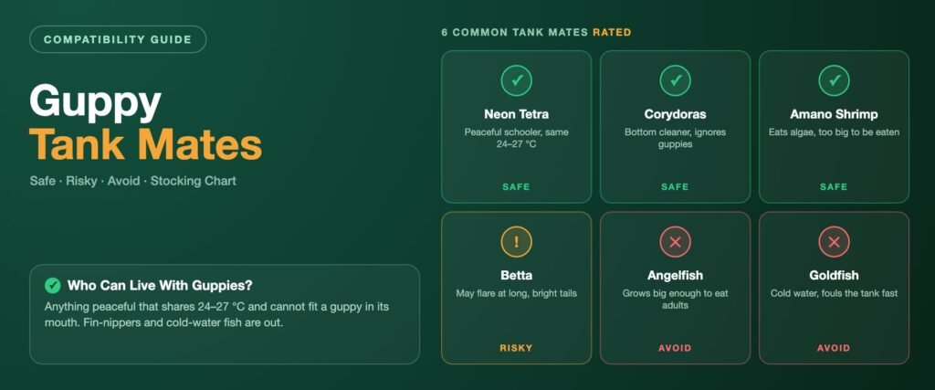 Guppy tank mates banner rating six companions: neon tetra, corydoras and amano shrimp marked safe, betta marked risky, angelfish and goldfish marked avoid