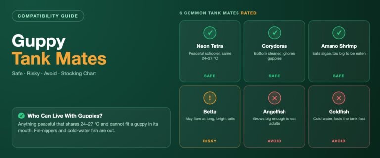 Guppy tank mates banner rating six companions: neon tetra, corydoras and amano shrimp marked safe, betta marked risky, angelfish and goldfish marked avoid
