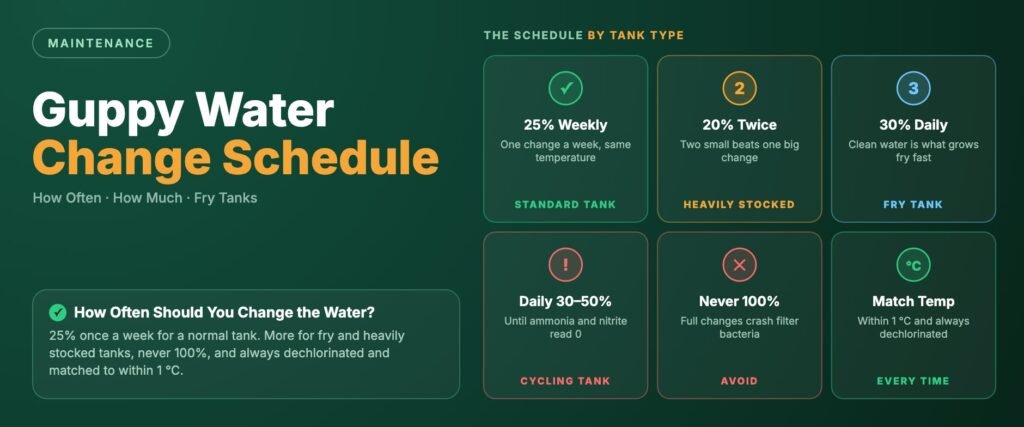 Guppy water change banner showing the schedule by tank type: 25 percent weekly for a standard tank, 20 percent twice a week when heavily stocked, 30 percent daily for fry, daily changes while cycling, never 100 percent, and always temperature matched