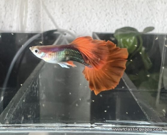 HB Red Rose Caulidorsal Guppy male with a silver front, metallic green half black body and a broad orange red rose tail - Classic Guppy
