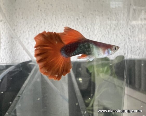HB Red Rose Caulidorsal Guppy male showing the frilled edge of the orange red rose caudal fin - Classic Guppy