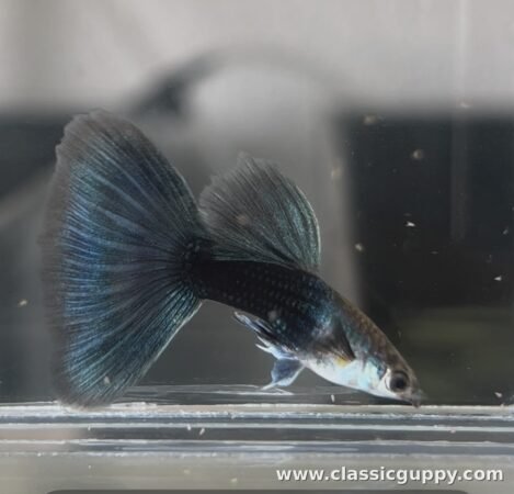 HB Blue Guppy male fish - Classic Guppy