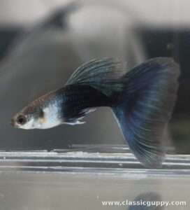 HB Blue Guppy fish for sale online - Classic Guppy