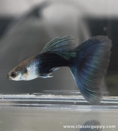 HB Blue Guppy fish for sale online - Classic Guppy