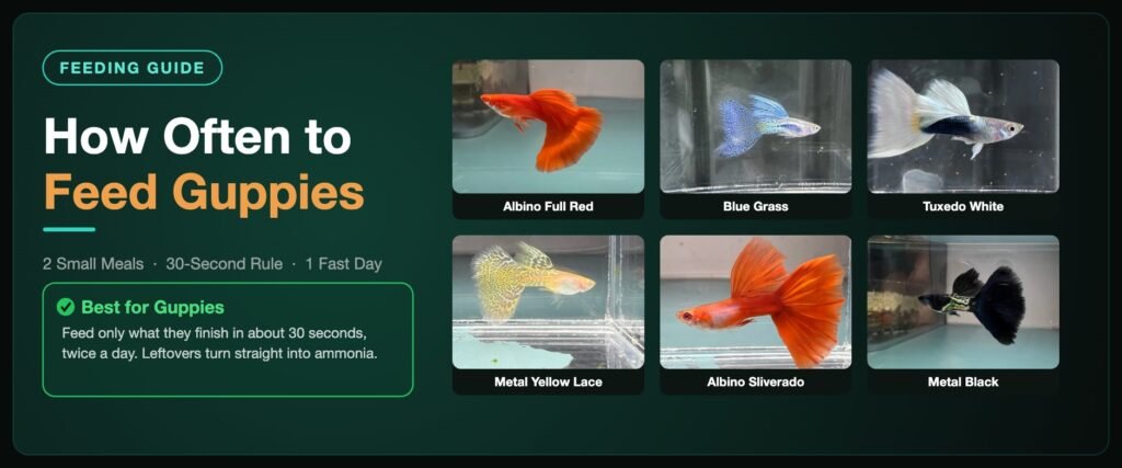 How often to feed guppies banner showing the 30-second rule and two small meals a day beside six Classic Guppy strains