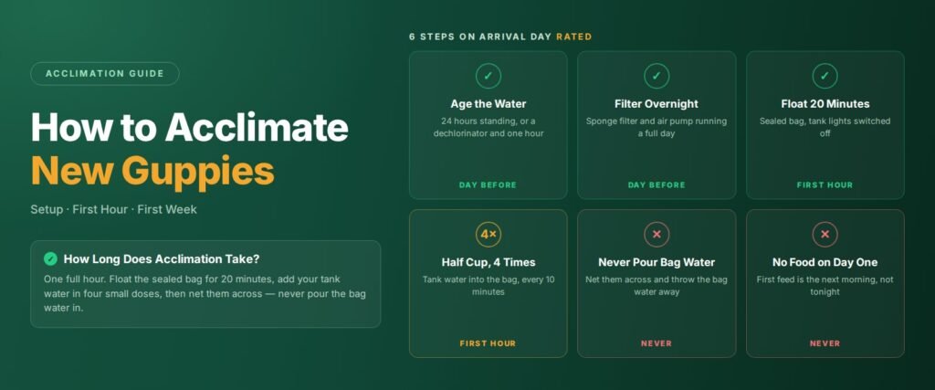 How to acclimate new guppies - 6 steps for arrival day