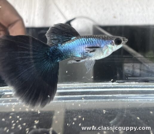 Lazuli Blue Guppy male fish - Classic Guppy