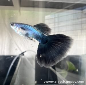 Lazuli Blue Guppy fish for sale online - Classic Guppy