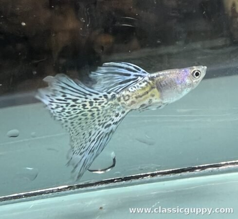 Metal Blue Grass Short Body Guppy male fish - Classic Guppy