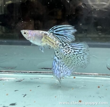 Metal Blue Grass Short Body Guppy fish for sale online - Classic Guppy