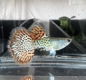 Metal Red Rose Tail Guppy male with a silver blue metallic body and a broad rose tail spotted in black - Classic Guppy