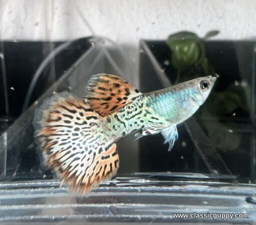 Metal Red Rose Tail Guppy male showing the orange red spotted dorsal and frilled rose tail - Classic Guppy