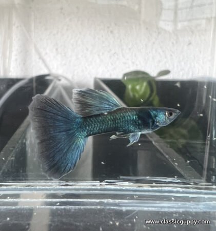 Moscow Blue Guppy male in solid deep metallic blue with a broad dark edged delta tail - Classic Guppy