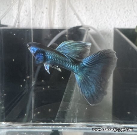 Moscow Blue Guppy male showing the electric blue head, glittering body scales and blue dorsal - Classic Guppy