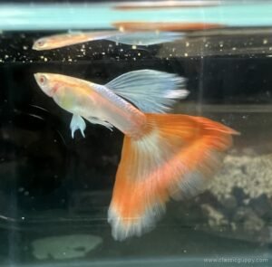 Topaz Red Guppy male with a pale gold body and an orange red delta tail edged in silver blue - Classic Guppy