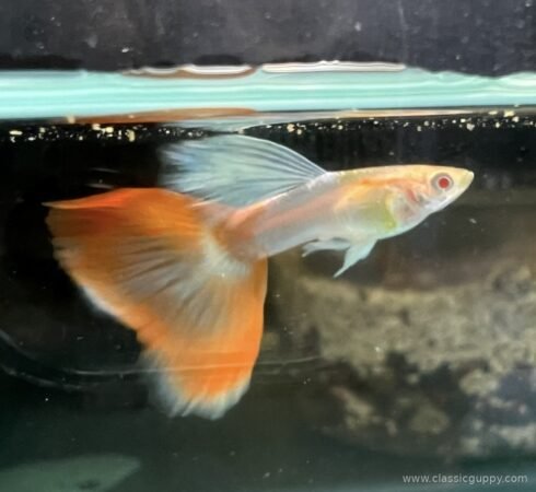 Albino Topaz Red Guppy male with red eyes and a broad orange red caudal fin - Classic Guppy