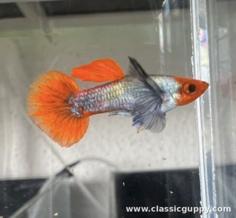 Platinum Koi Dumbo Ear Guppy male fish - Classic Guppy