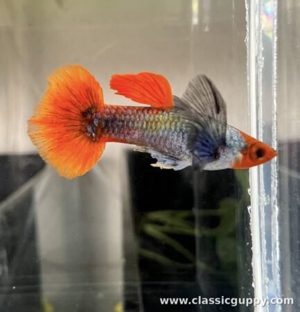Platinum Koi Dumbo Ear Guppy for sale online - Classic Guppy