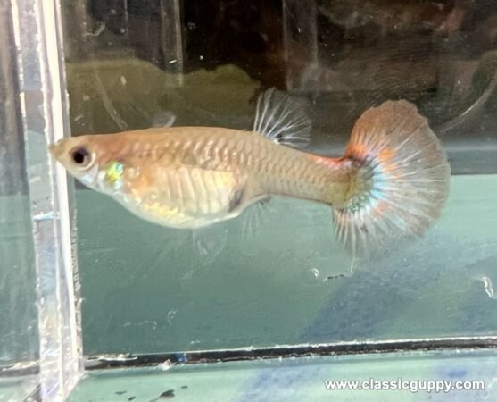 Platinum Red Dumbo Ear Halfmoon Guppy female - Classic Guppy