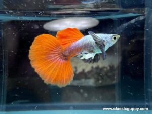 Platinum Red Dumbo Ear Halfmoon Guppy male - Classic Guppy