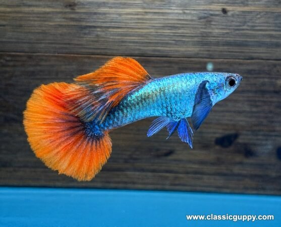 Platinum Red Tail Dumbo Ear Guppy male with a metallic teal-blue body, blue dumbo ear fins and an orange-red tail - Classic Guppy
