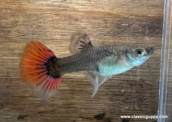 Platinum Red Tail Dumbo Ear Guppy female with a silver-grey body and an orange-red tail - Classic Guppy